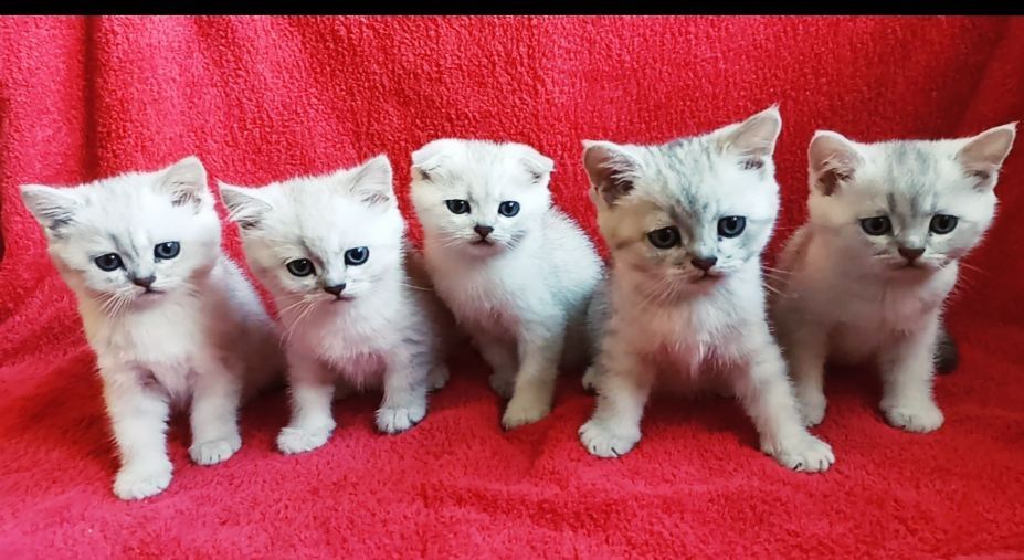 Шикарные котята шиншиллы
