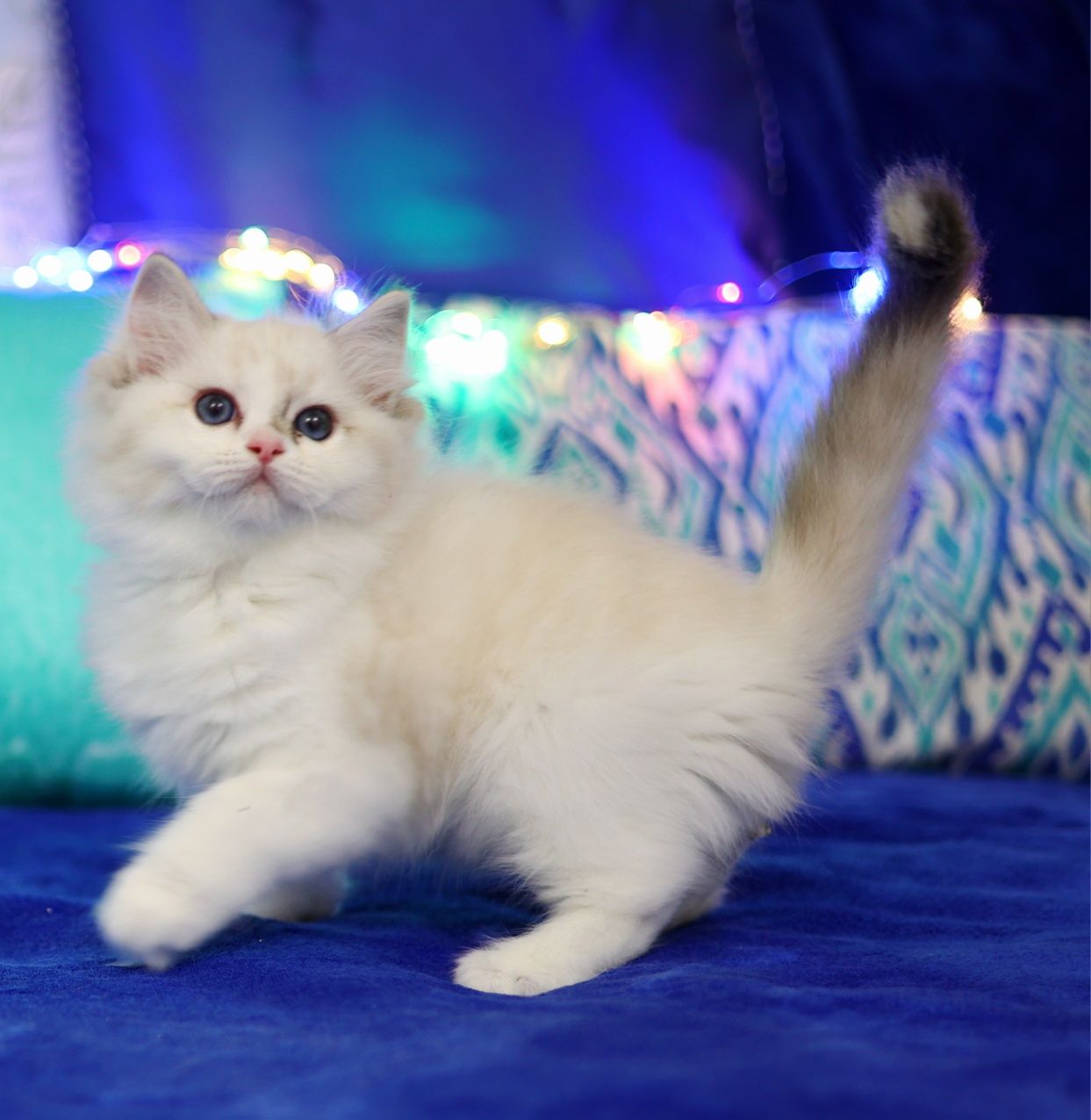 Słodka kotka Ragdoll, rodowód FPL
