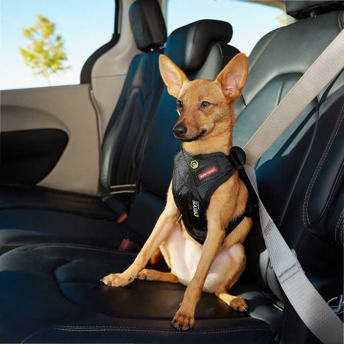 EzyDog szelki do auta DRIVE (małe) / waga psa od 6 do 16kg -30%