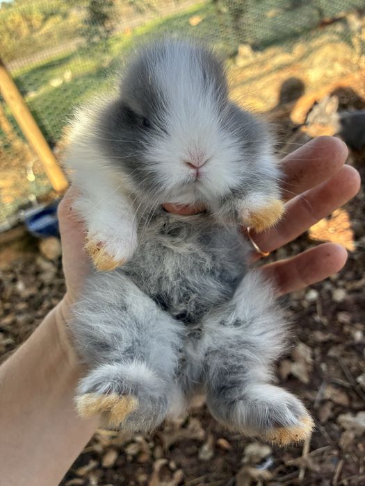 Coelhos anões Angorá nascidos a 7 Nov