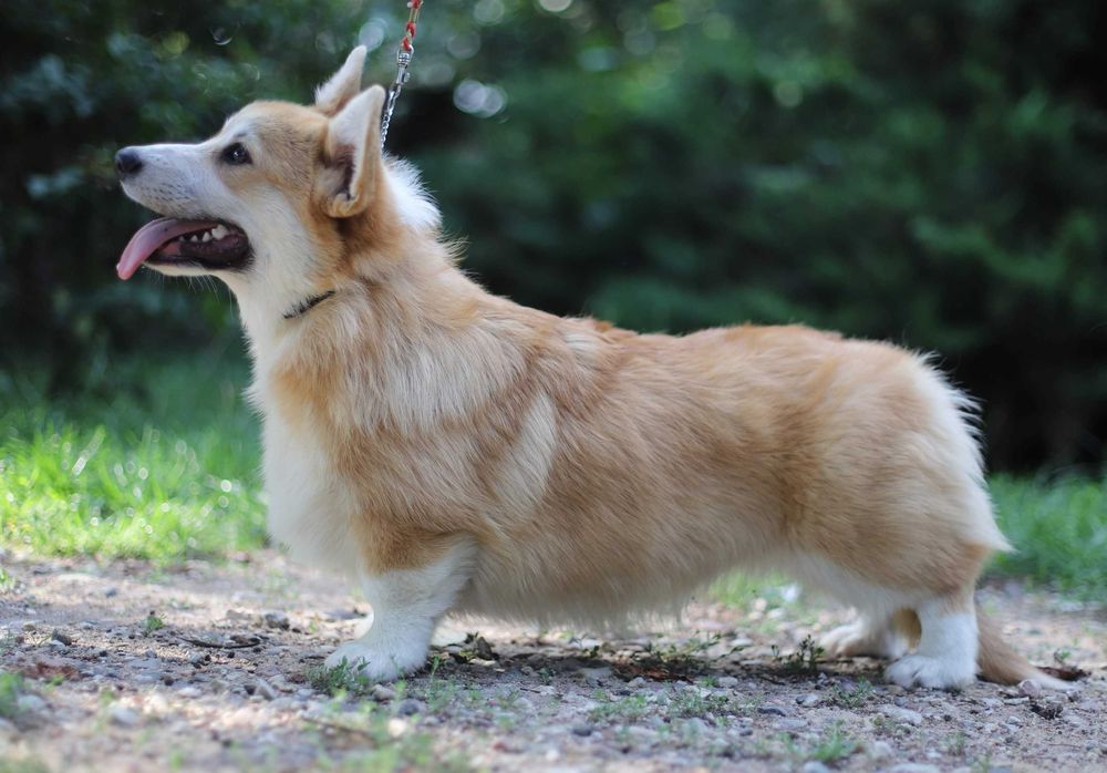 Welsh Corgi Pembroke - Suka hodowlana ruda FCI/ZKwP z długim ogonkiem