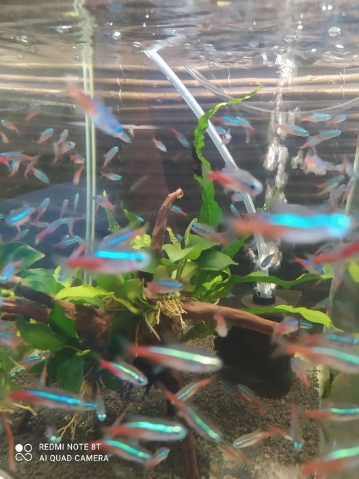 Neonki innesa (neonki)