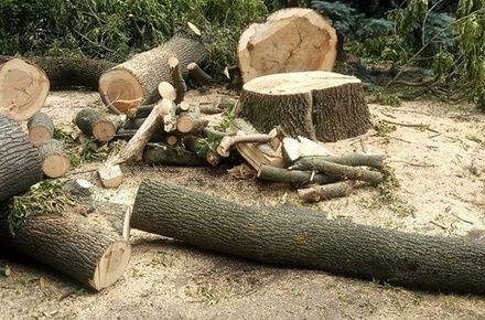 Зріжу дерева, поріжу дрова