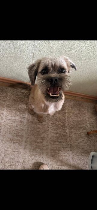 GUCIO czeka na nowy dom