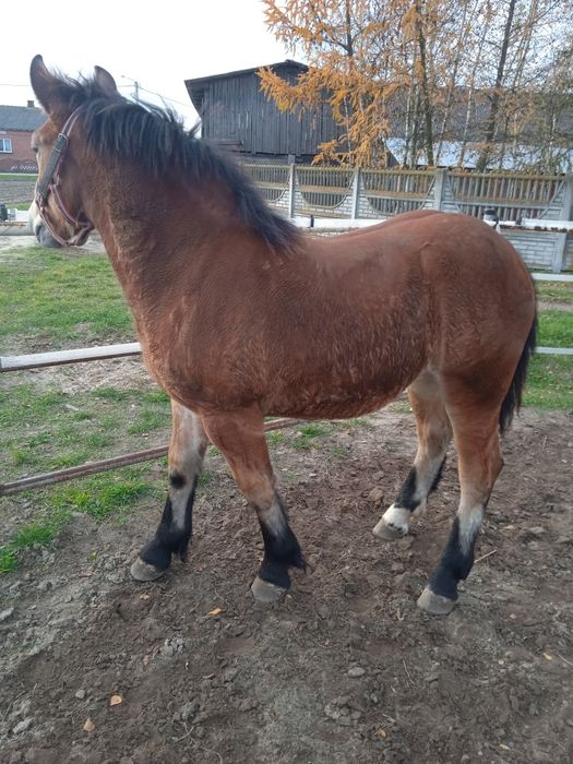 Źrebica zimnokrwista