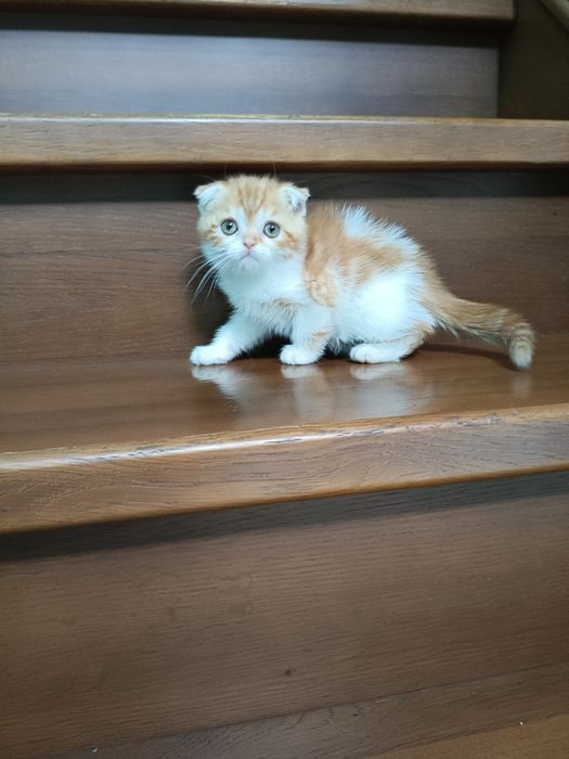 Породные шотландские котята,не вЕслоухие,а действительно вИслоухие!