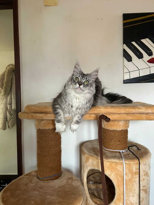 Árvore por gato pouco usada