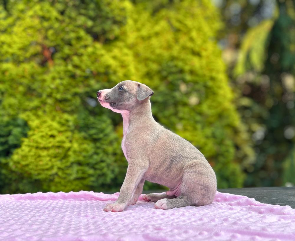 Whippet chart angielski
