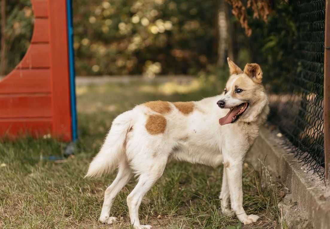 Bardzo grzeczny i poukładany Albin stał się bezdomny mając 9 lat...