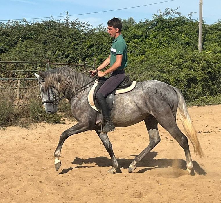 Poldro Lusitano de 3 anos