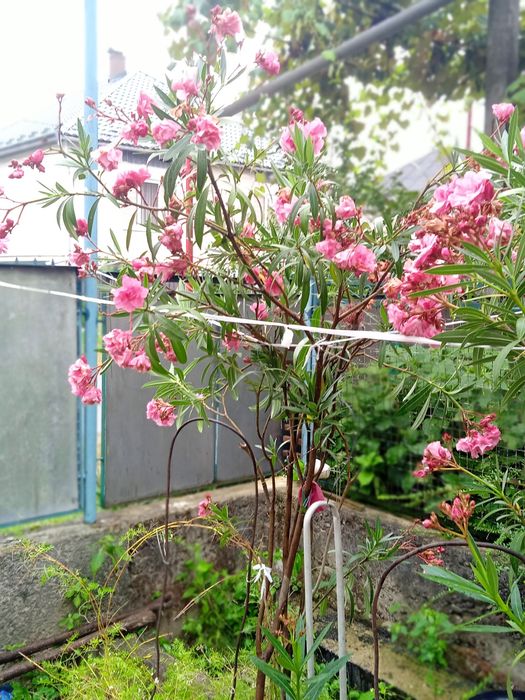 Квіти Орлідея багаторічних