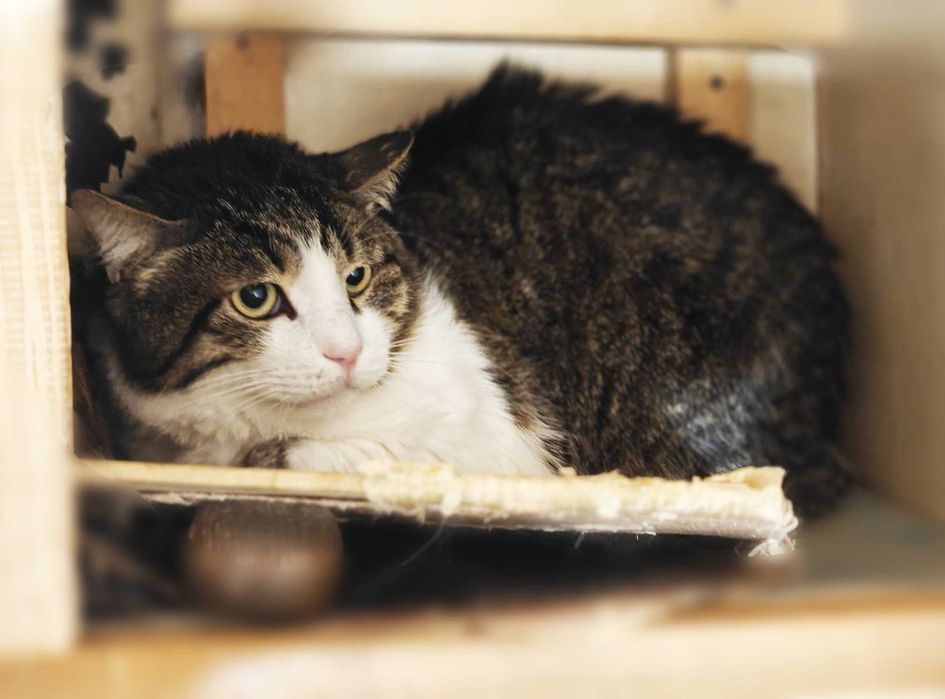 Менні, 2 роки — кругломордий ніжний кіт шукає дім (кастрований)