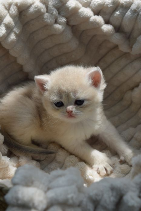 Беатрис Британская Голубая Золотая Шиншилла.