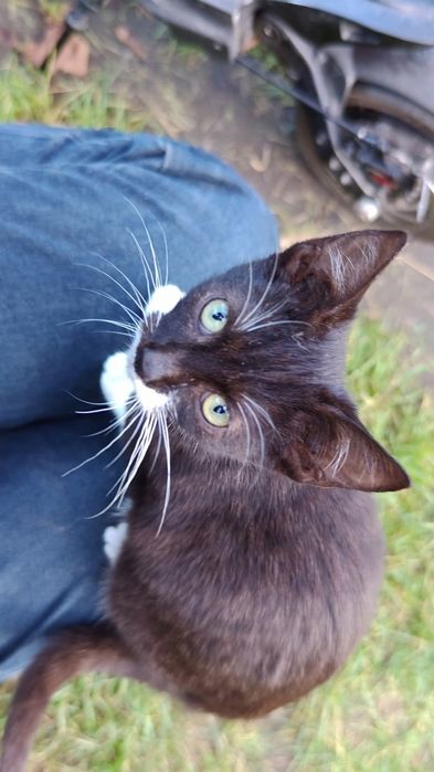 Kociaki czekają na bezpieczne domki