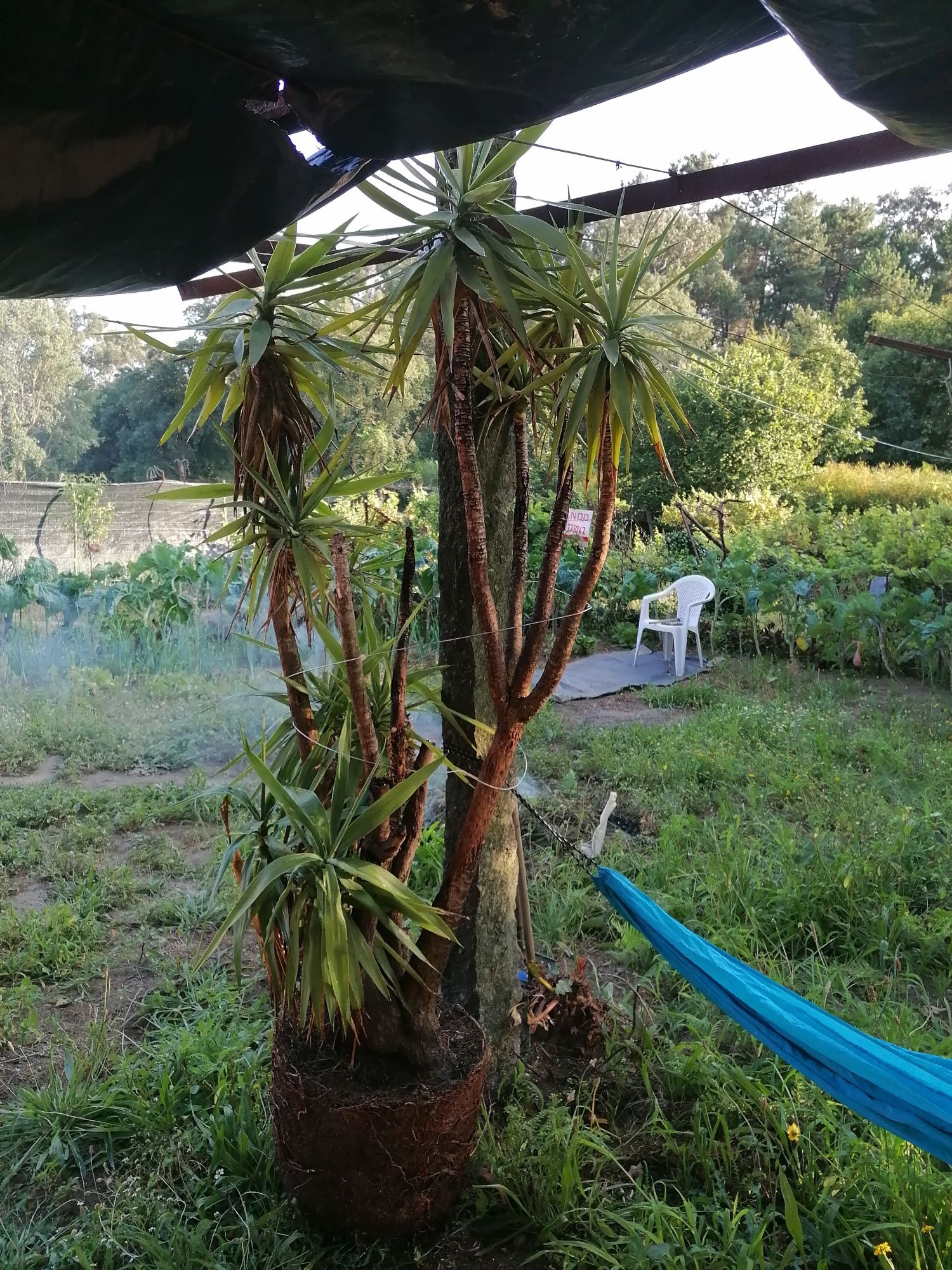 Palmeira Yuca gigante