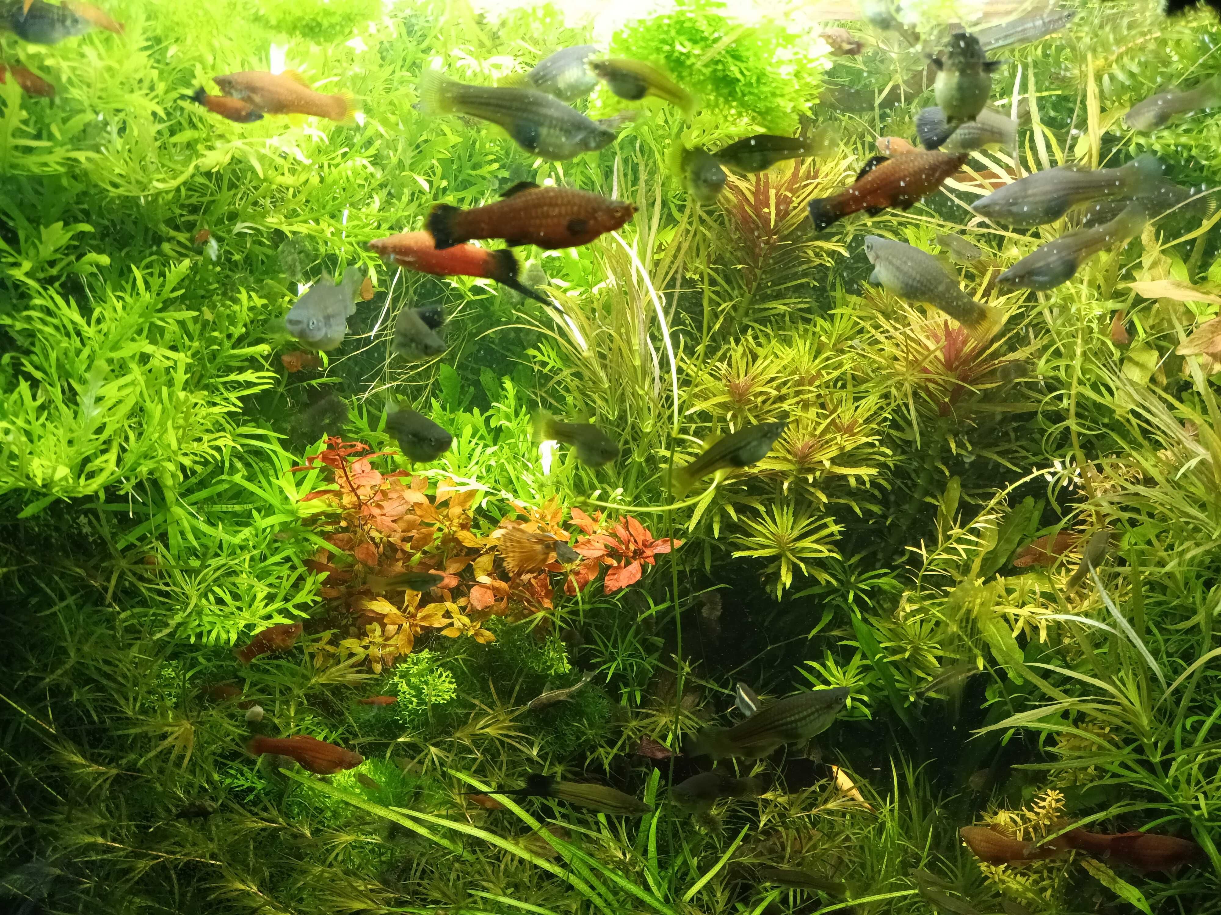 Rośliny akwariowe  duży zestaw do 150 l akwarium