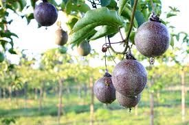 Maracujá Fruto Roxo