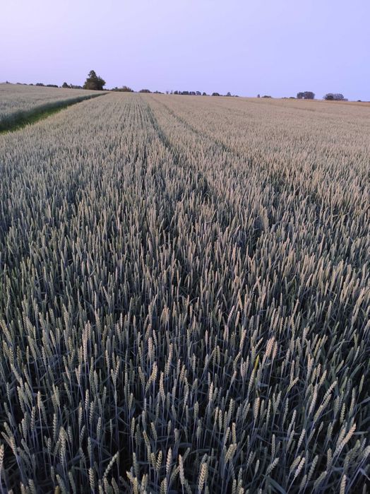 Pszenica ozima Euforia pierwszy odsiew po centrali