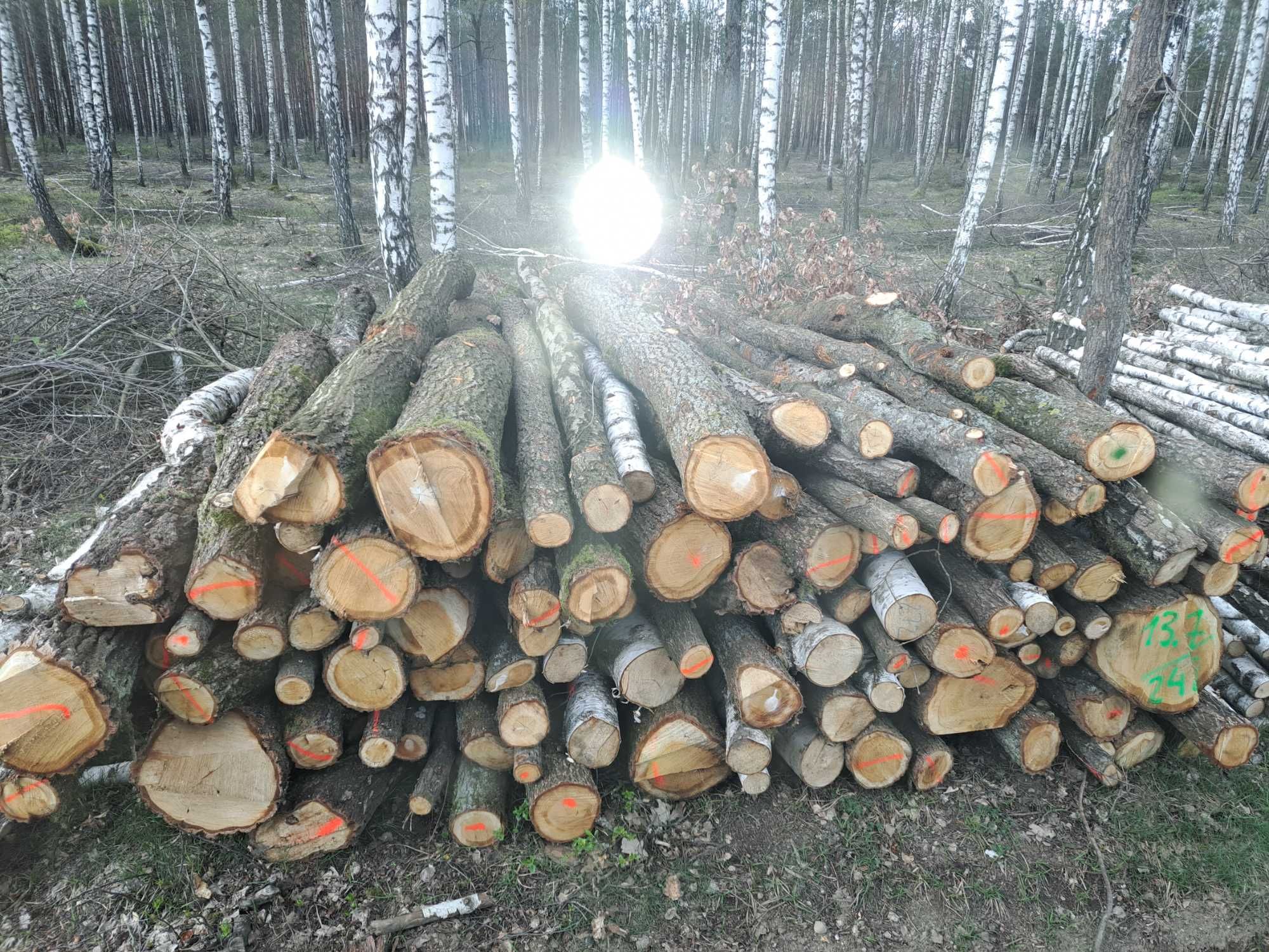 Drewno Drzewo opałowe mieszane sosna brzoza osika dąb świerk