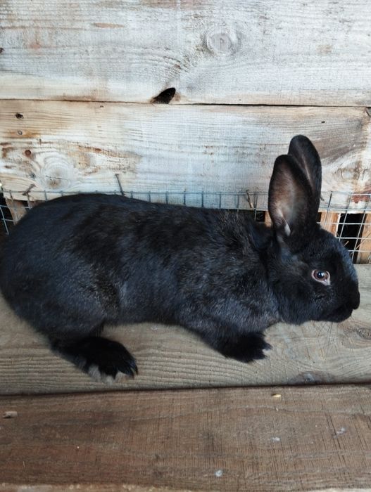 Продам! кроликі різного віку