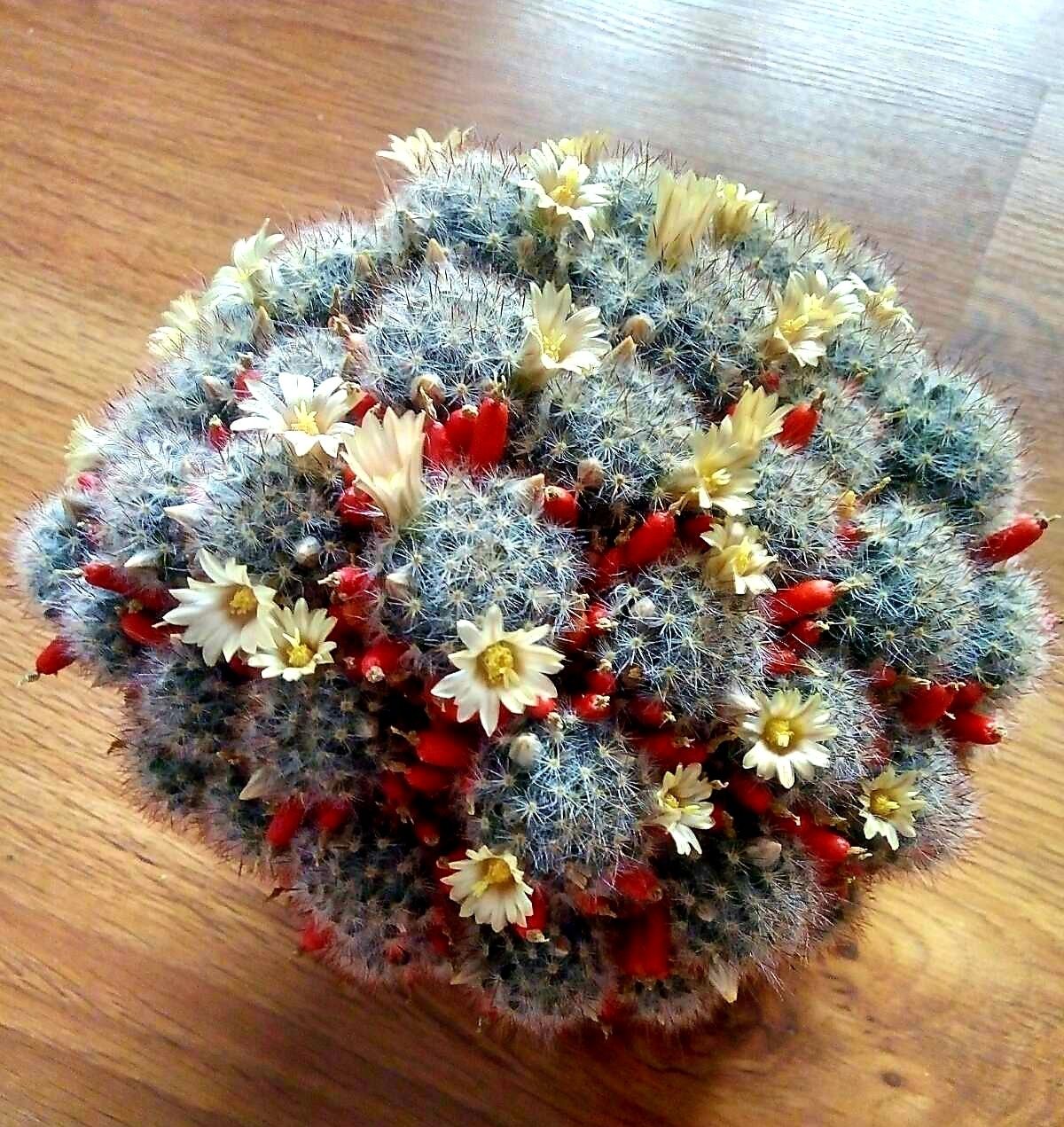 Кактус маммиллярия (Cactus Mammillaria prolifera))