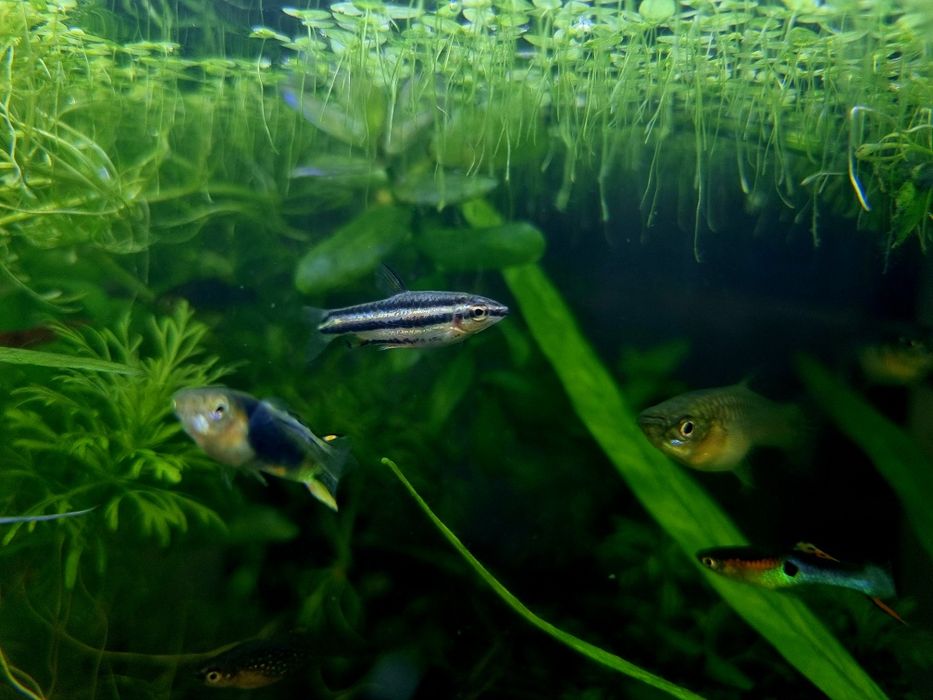 Drobnoustek marginatus/drobnoustek obrzeżony