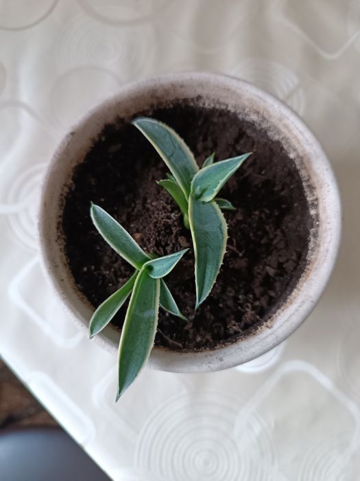 Агава американська