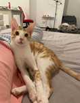 Noodle! Mau Arab Um adorável e brincalhão menino está procurando um la