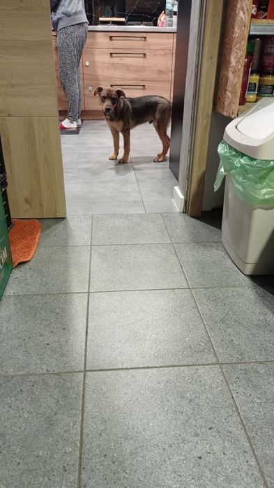 Piesek Za darmo!!!