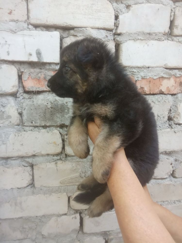 Продам щенков немецкой овчарки.