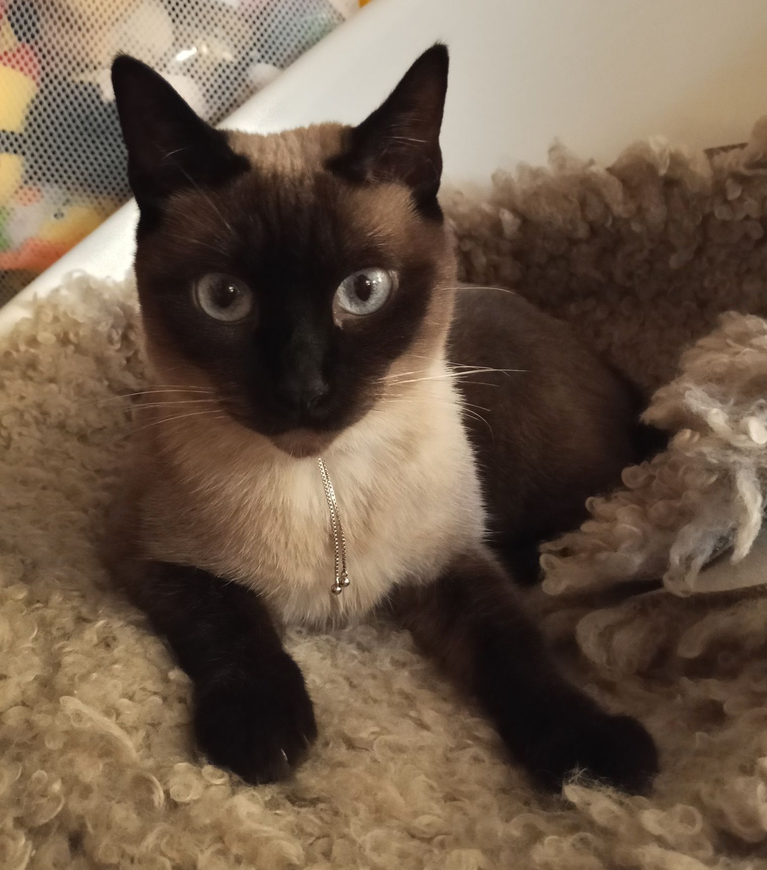 Dou gata 3 anos siamês