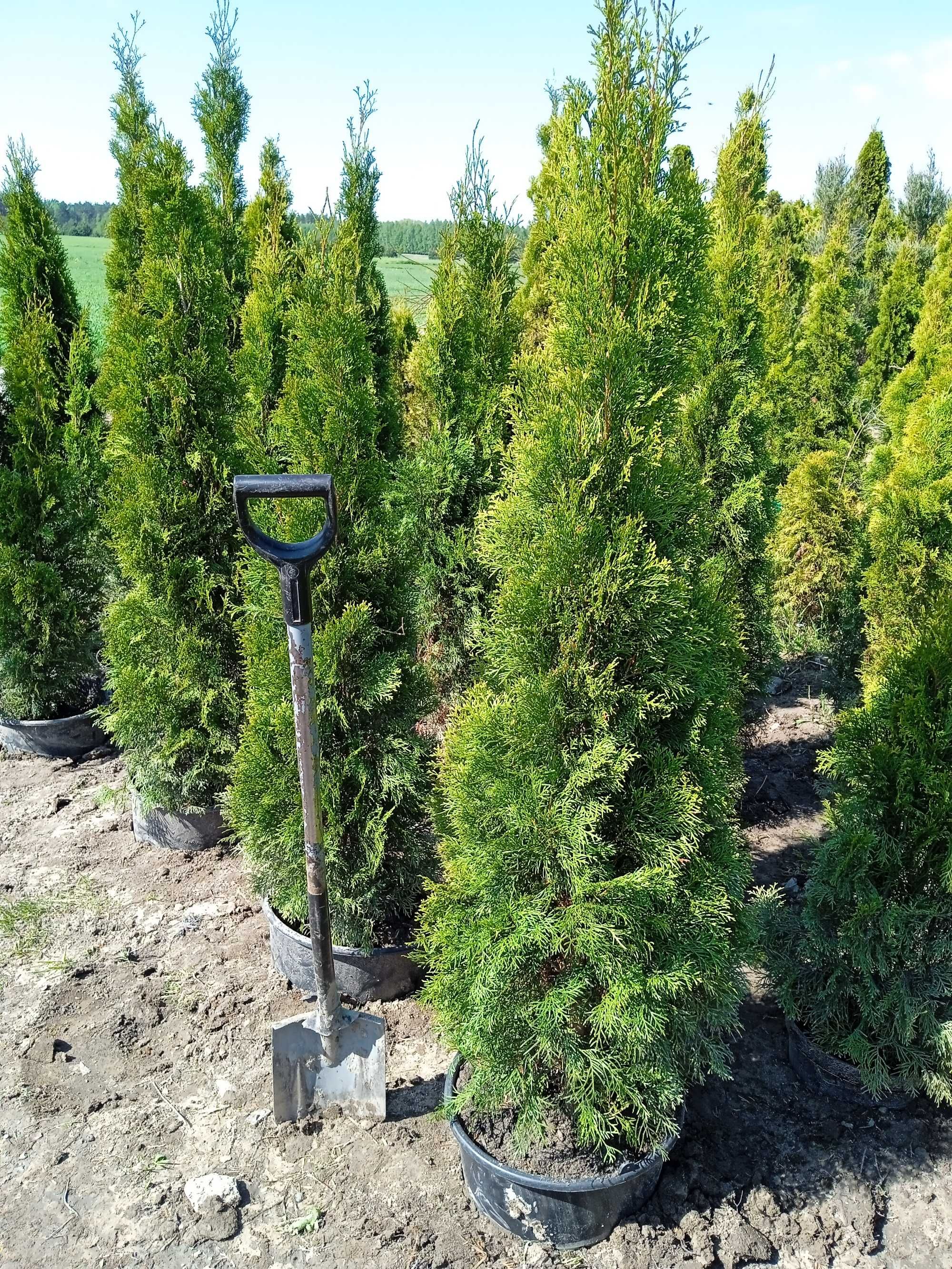 thuja tuje szmaragd od 50cm - hurt i detal - gęste