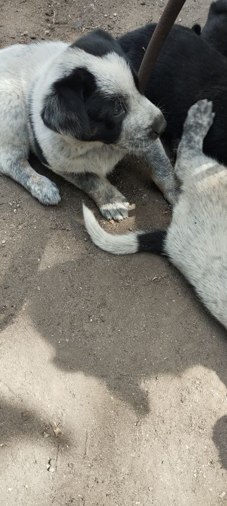 Щеночки ищут ответственных хозяевов