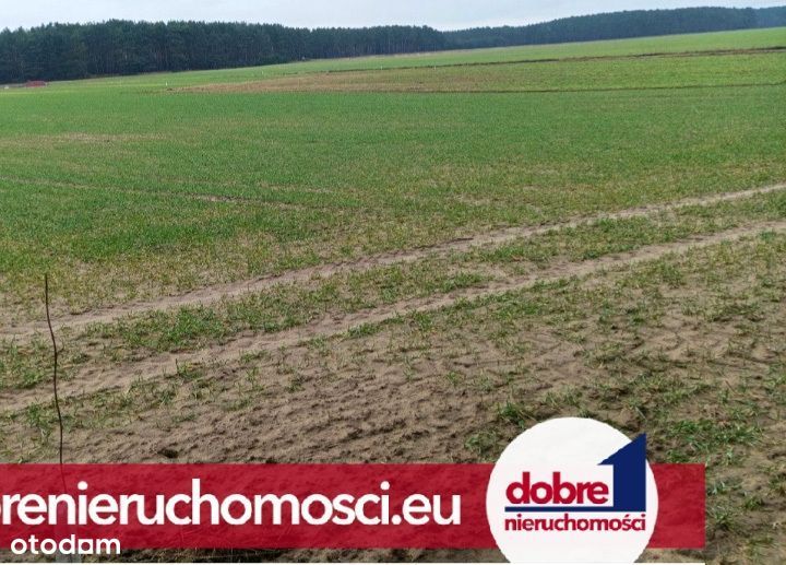 Piękna działka budowlana w Borównie k. Chełmna