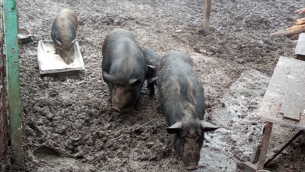 Продам Поросят КАРМАЛИ Вага різна