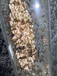 Mrowki Lasius neglectus 2królowe+200 robotnic