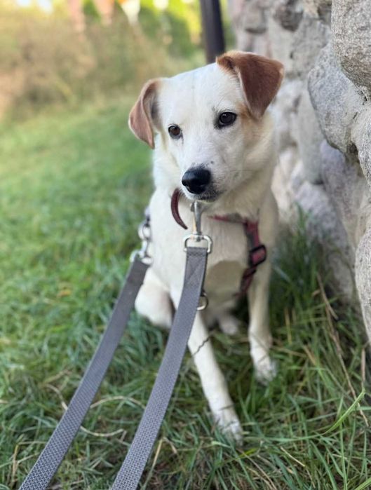 Kimczi - delikatna sunia szuka domu