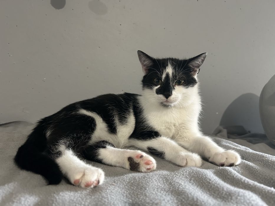 Adopcje w dwupaku najlepsze- pokochaj nasze maluchy