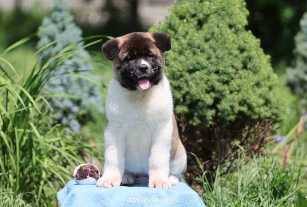 Американская Акита ~ American Akita FCI ! КСУ