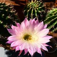 Dekoracyjny wielki kaktus pieknie kwitnący młode sadzonki.