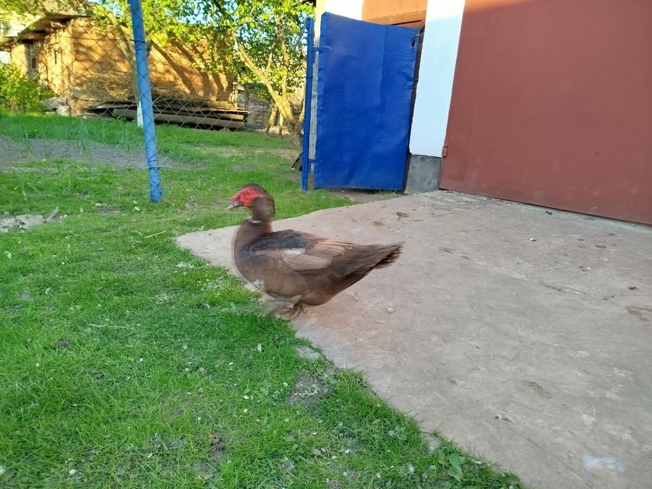 Качур, індокачур, індокачки