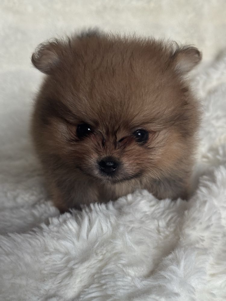 Szpic miniaturowy/Pomeranian - chłopiec