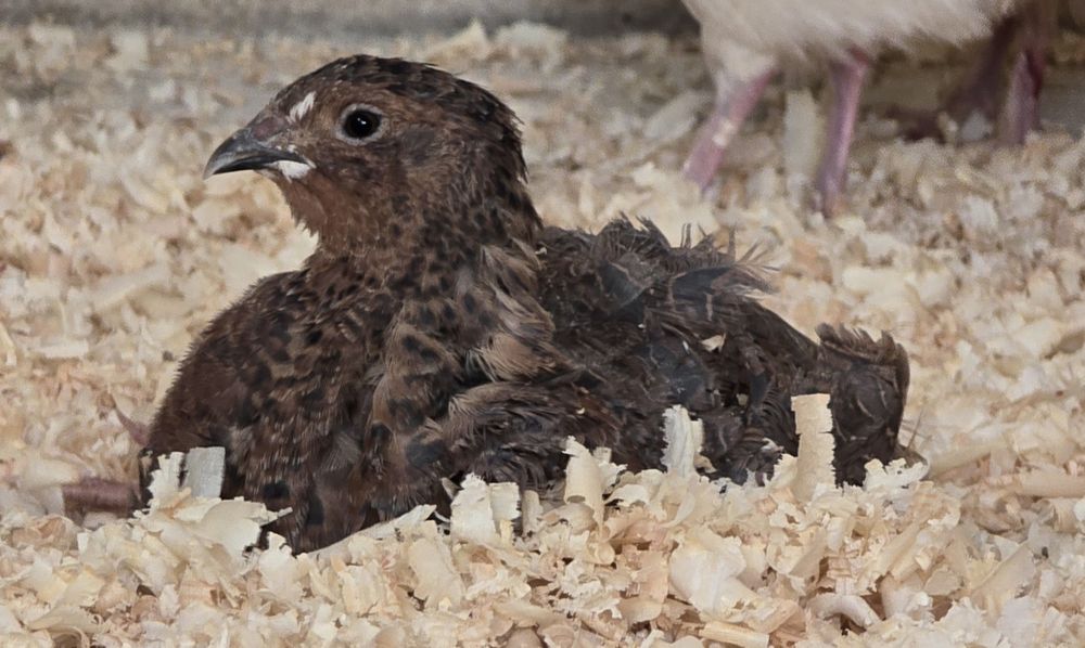 Jajka lęgowe przepiórek japońskich