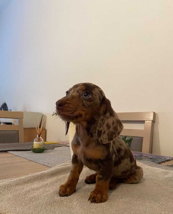 Teckel Miniatura Fêmea -  Garantia e Despistes de Patologias Genéticas