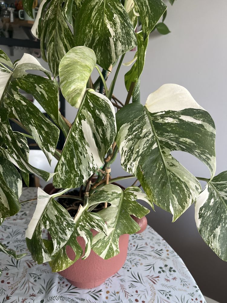 Monstera Variegata