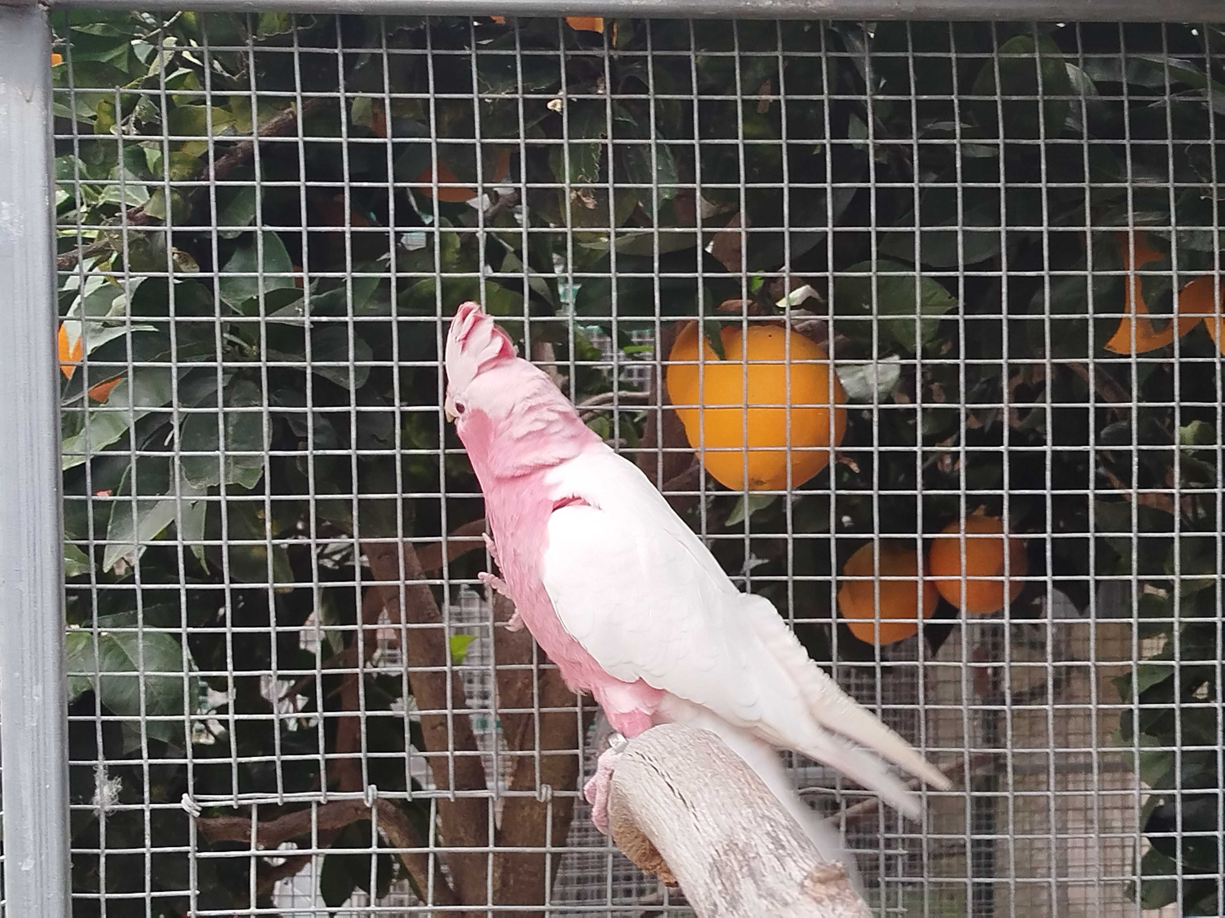 Aves para  Venda/Troca