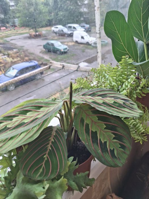 Комнатные растения, цветы.