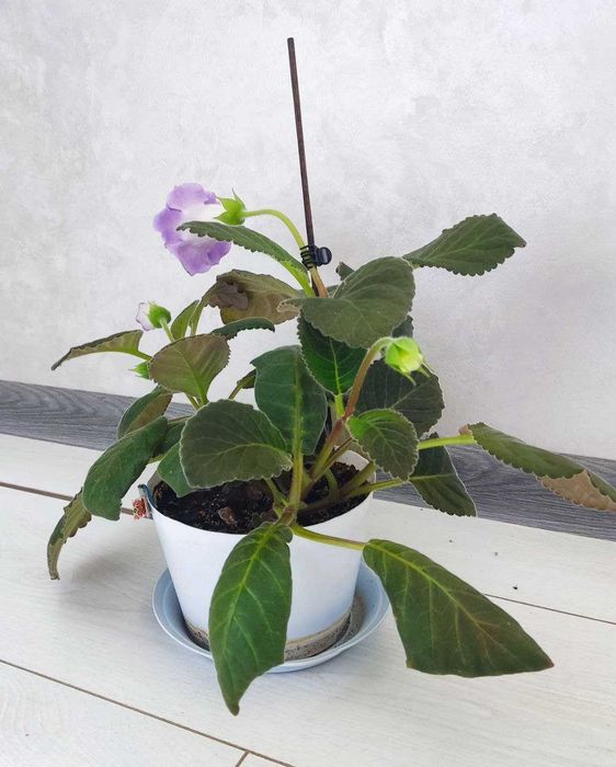 Кімнатна рослина Глоксінія