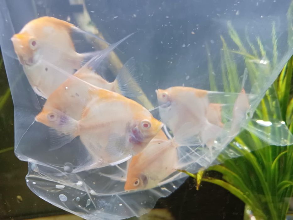 Skalar red devil albino od Neon Zoo