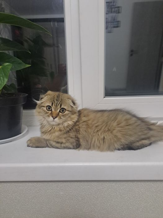 Котенок британець висловухий
